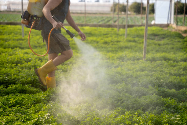 Best Insect Control  in Sloan, IA